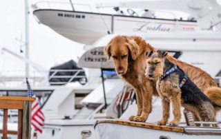 how to get a dog on a boat