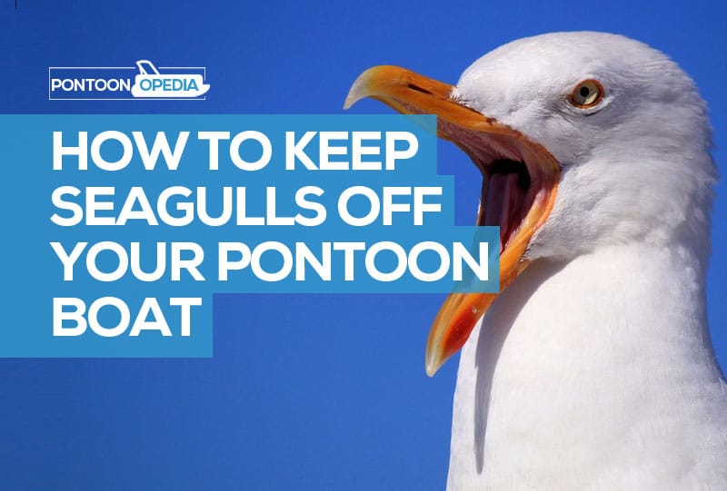 How to Keep Seagulls Off Your Pontoon Boat Bimini, Cover and Boat Lift
