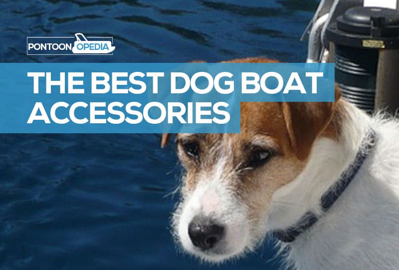 best dog accessories