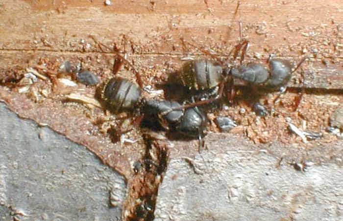 carpenter ants on a boat