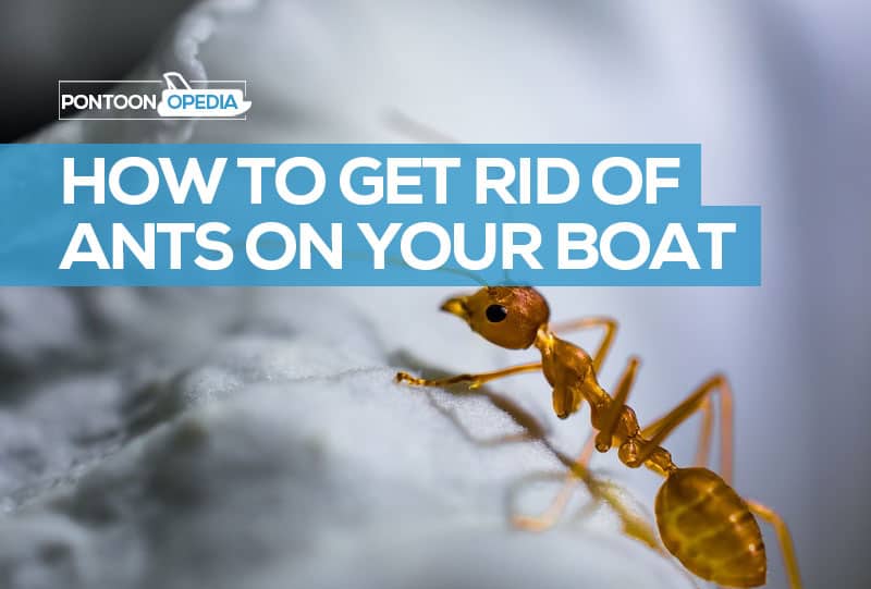 how to get rid of ants on a boat